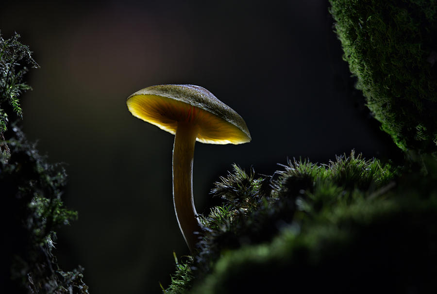 Enchanted mushroom Photograph by Dirk Ercken