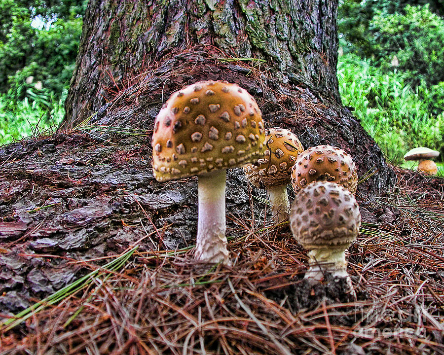 Enchanted Mushrooms Photograph by Edward Sobuta