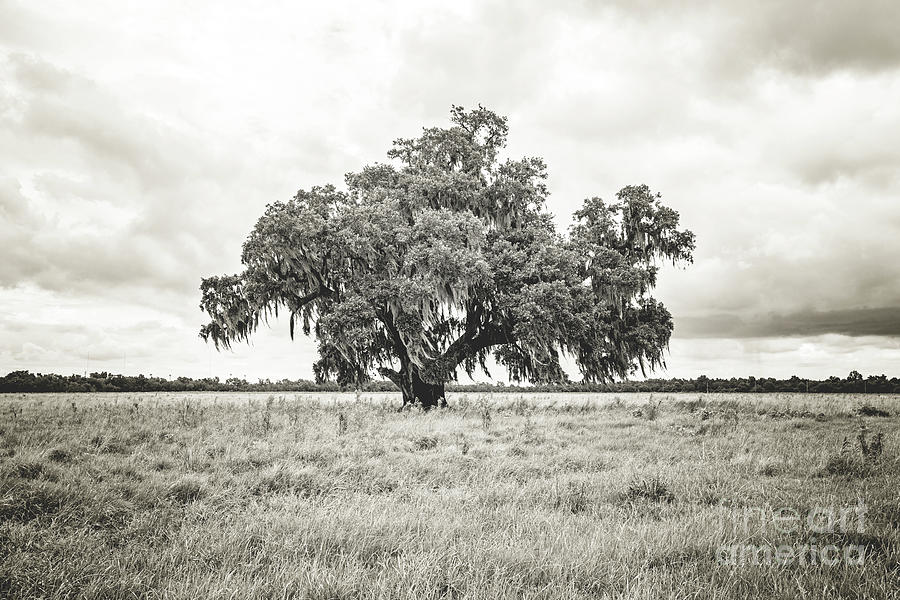 Enchanted  Oak - sepia toned Photograph by Scott Pellegrin