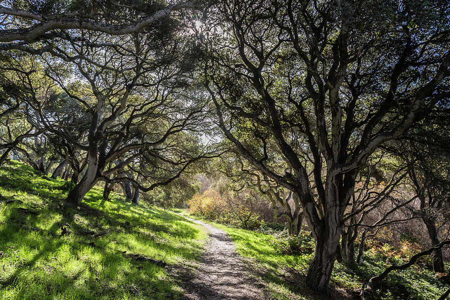 Enchanted oak tree forest Photograph by David A Litman