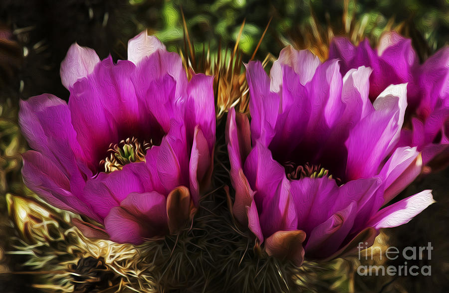 Enchanted Spaces Cactus Flower Arizona 4 Photograph by Bob Christopher