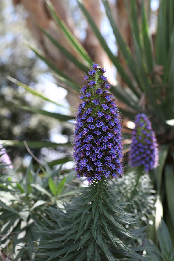Enchanted Spiky Echium Photograph by Tammy Pool