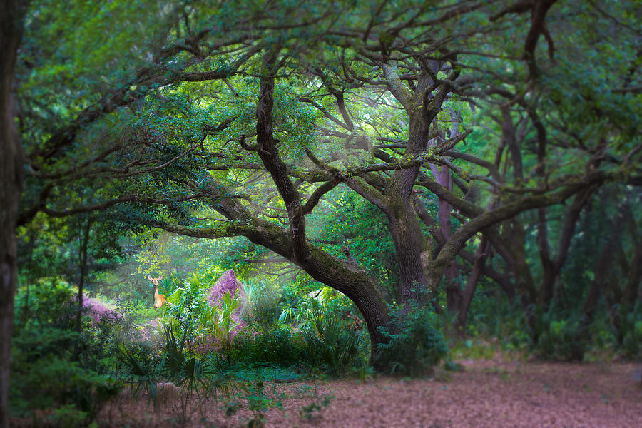 The Enchanting World of Cnatived Yellow Trees: Unveiling Nature's Golden Treasures