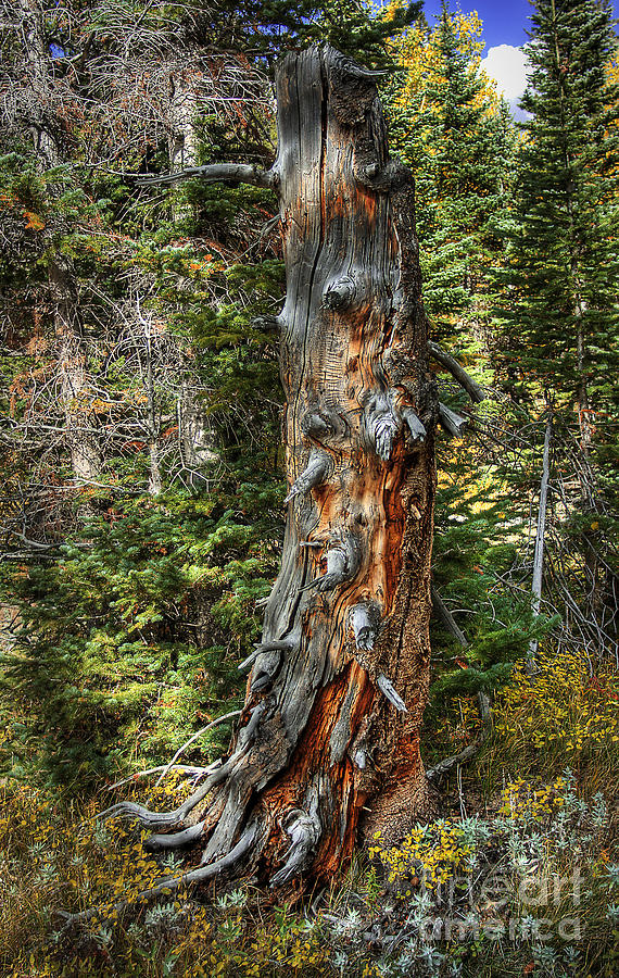 Nature Photograph - Enchanted Tree by Pete Hellmann