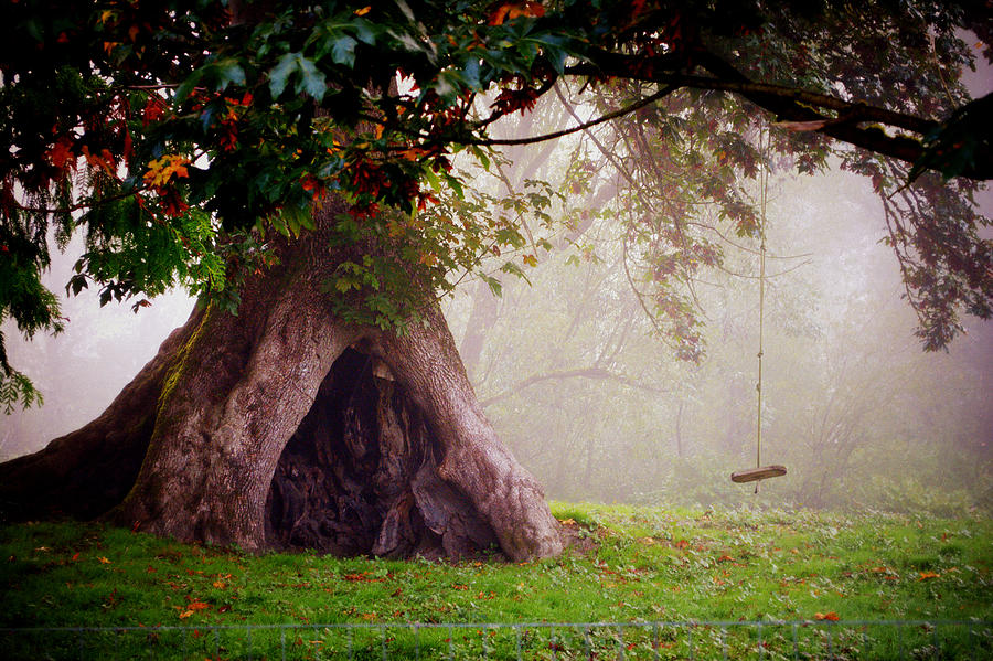 Enchanted Tree Photograph