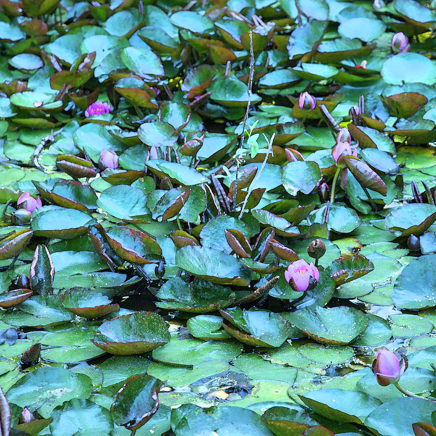 Painted Water Lilies Photograph by Theresa Tahara