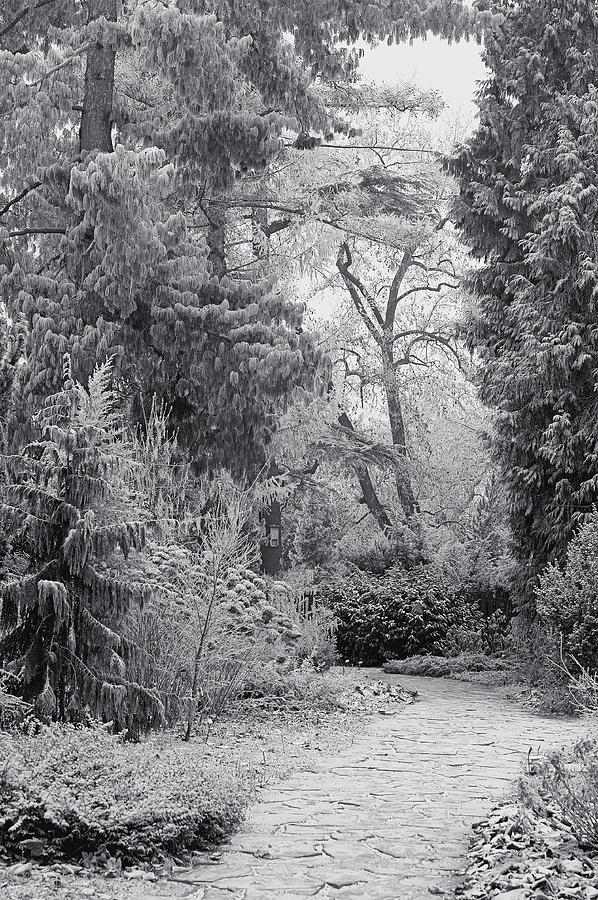 Enchanted Winter Garden. Black and White Photograph by Jenny Rainbow