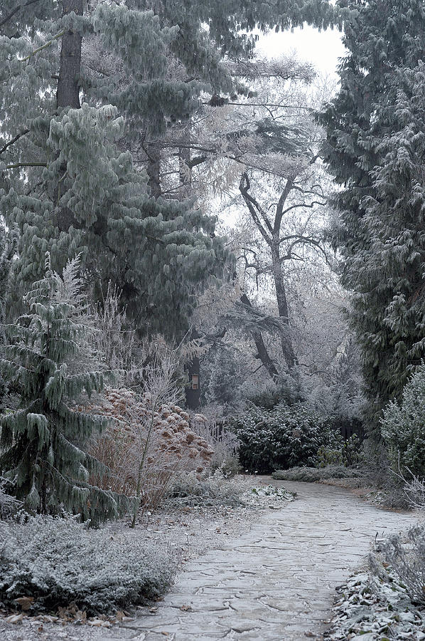 Enchanted Winter Garden Photograph by Jenny Rainbow