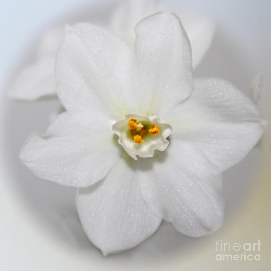 Flower Photograph - Enchanted Winter Whites by Ella Kaye Dickey