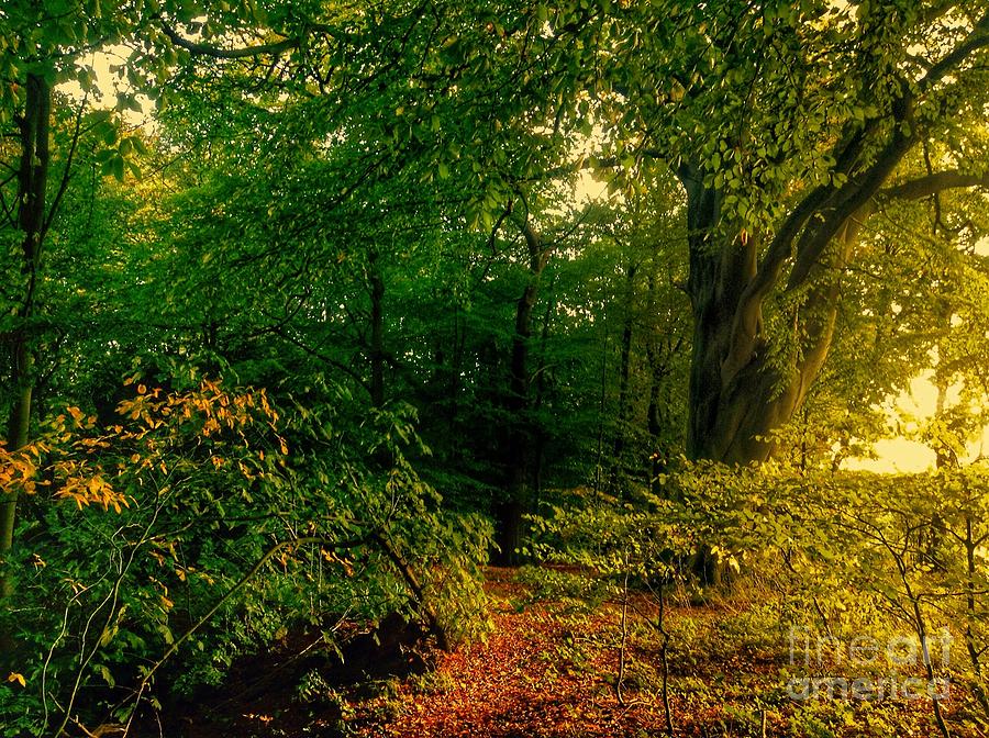 Enchanted Woodland Photograph by Joan-Violet Stretch