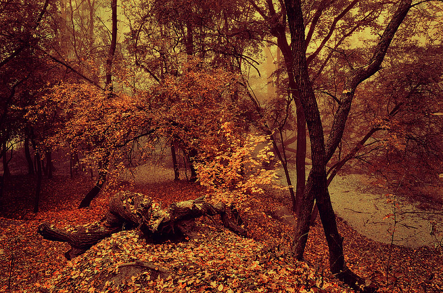 Enchanted Woods Photograph by Jenny Rainbow
