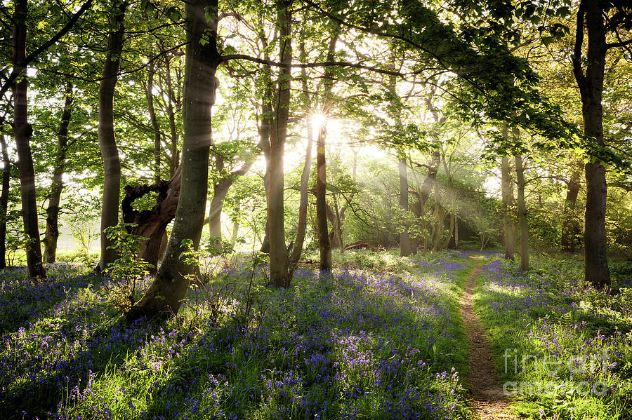 Enchanting bluebell woodland path and sunrise Photograph by Simon Bratt