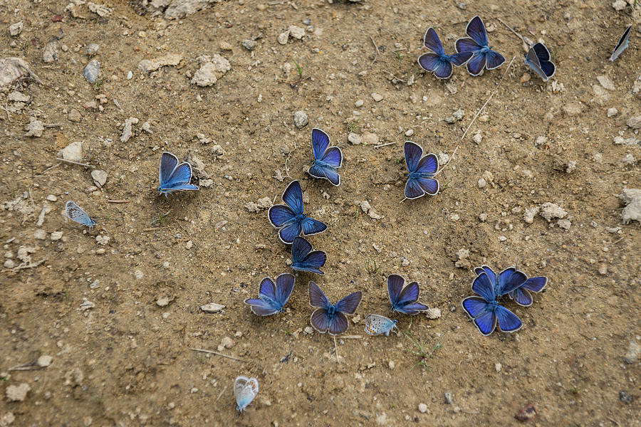 Enchanting Butterflies - Dainty Sapphires Scattered on Rough Ground Photograph by Georgia Mizuleva