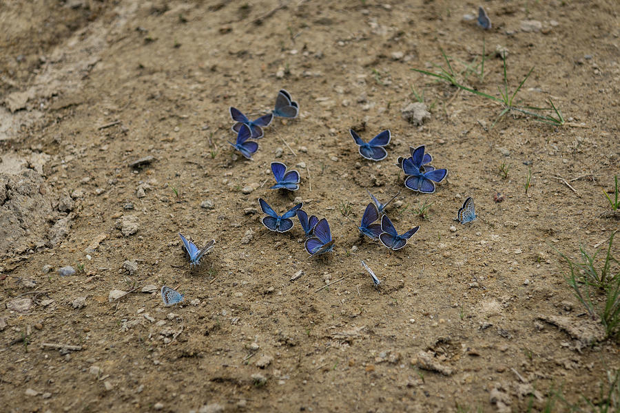 Enchanting Butterflies - Exquisite Sapphire Clusters on the Ground Photograph by Georgia Mizuleva