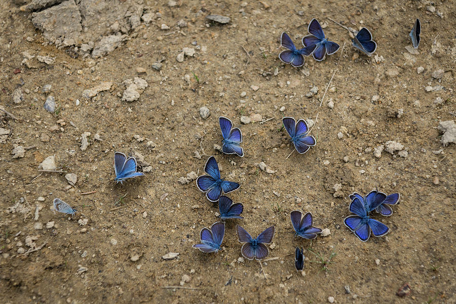 Enchanting Butterflies - Soft Blue Sapphires on the Ground Photograph by Georgia Mizuleva