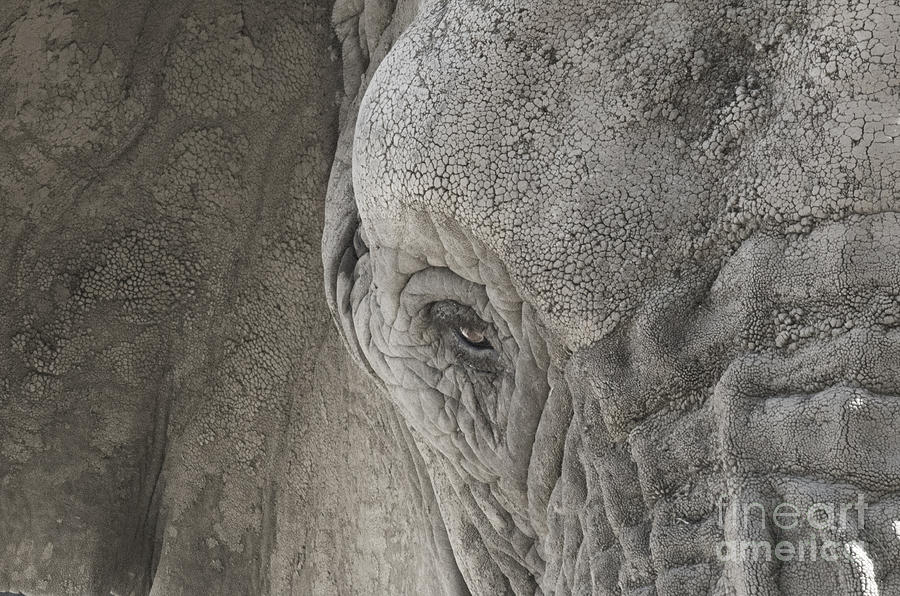 Elephant Photograph - Enchanting Elephant by Tabitha Fox Elephant Photograph - Enchanting Elephant by Tabitha Fox
