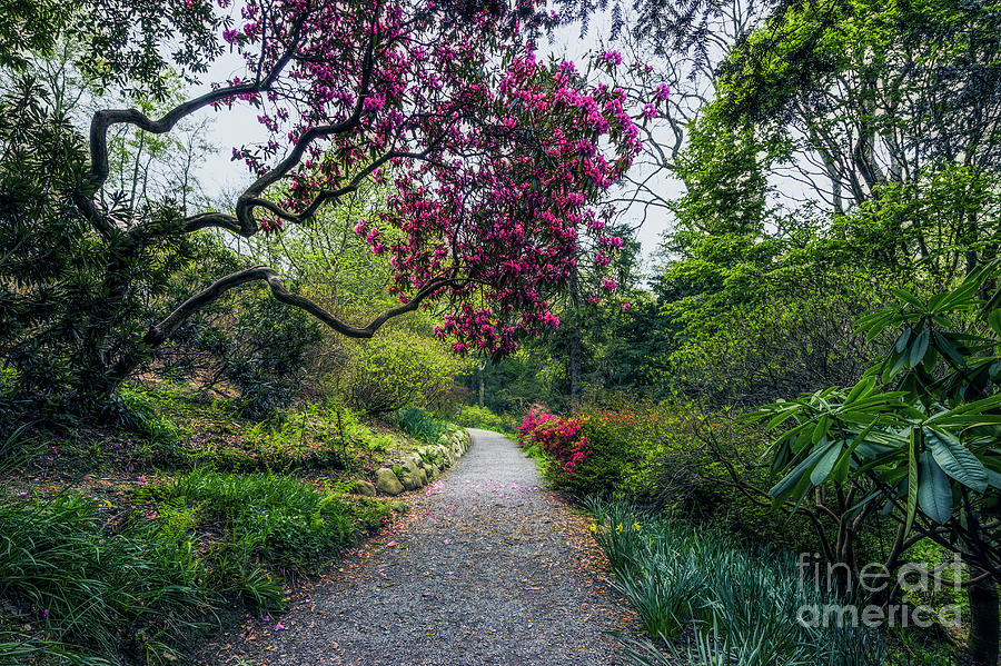 Enchanting Garden Photograph by Ian Mitchell