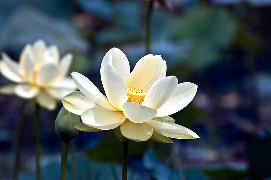 Nature Photograph - Enchanting Lotus by Richard Leighton