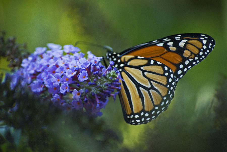 Enchanting Monarch Photograph by Elsa Santoro