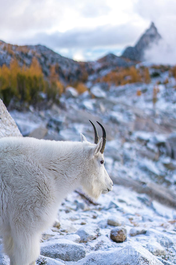 Enchantments Local Goat Resident Photograph by Mike Reid
