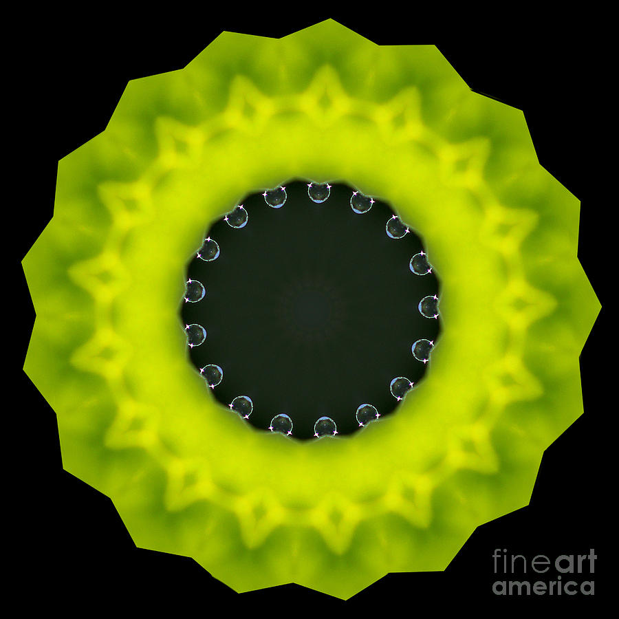 Encircled Waterlens Dew Drops Digital Art by Wernher Krutein