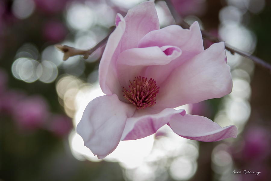 Enclosed In Light Jane Magnolia Flower Art Photograph by Reid Callaway