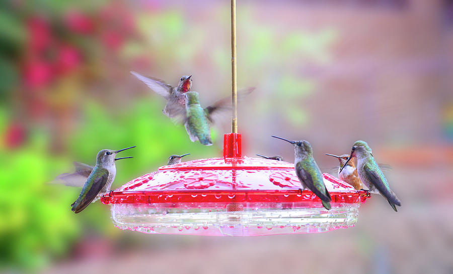 Nature Photograph - Encounter at the Feeder by Lynn Bauer