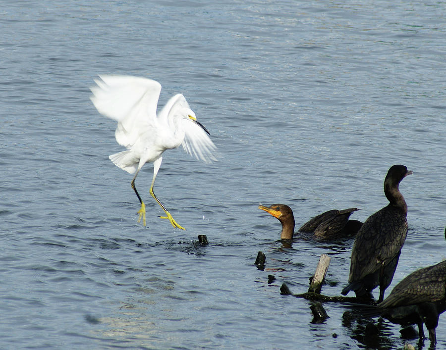 Encounter - Egret with Cormorant Photograph by Margie Avellino
