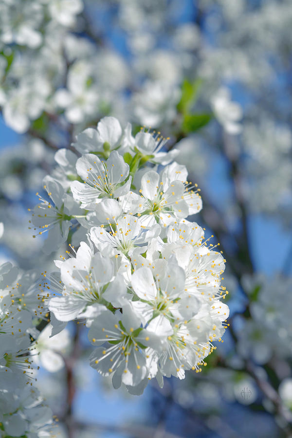 Flower Photograph - Encyclopedia of spring Image 11 by Irina Effa