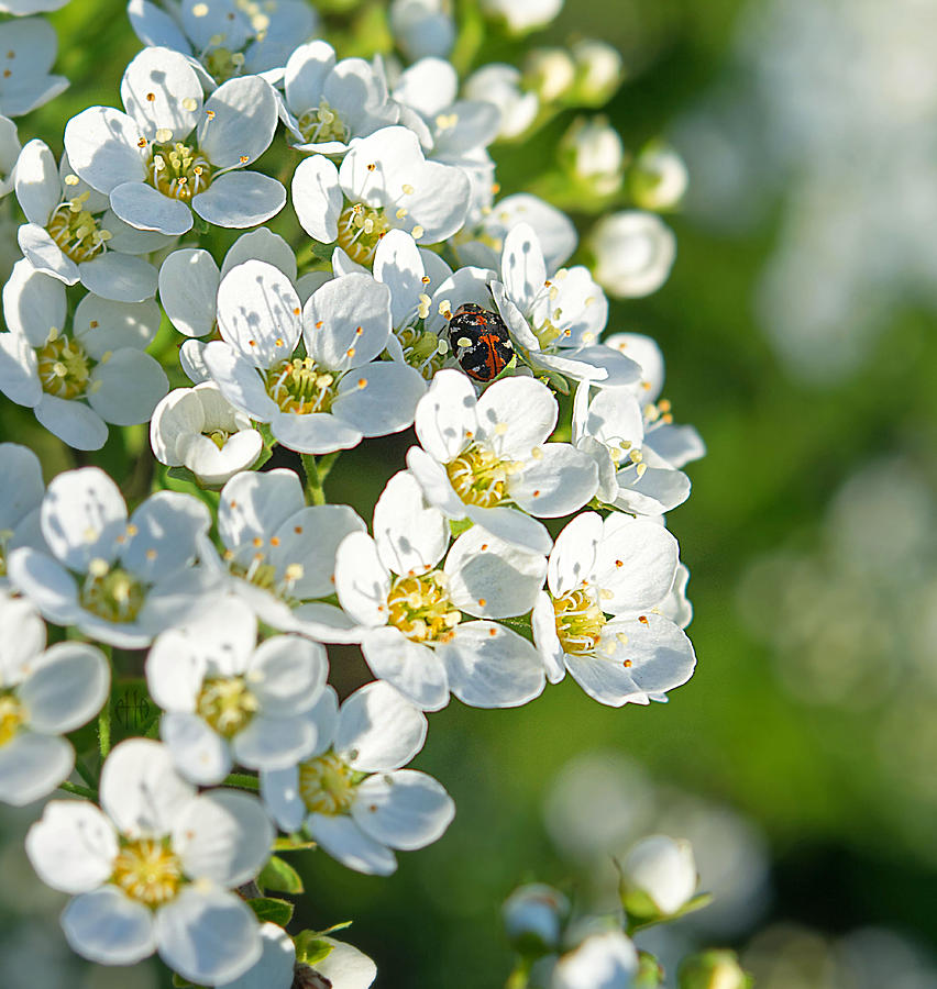 Flower Photograph - Encyclopedia of spring Image 14 by Irina Effa