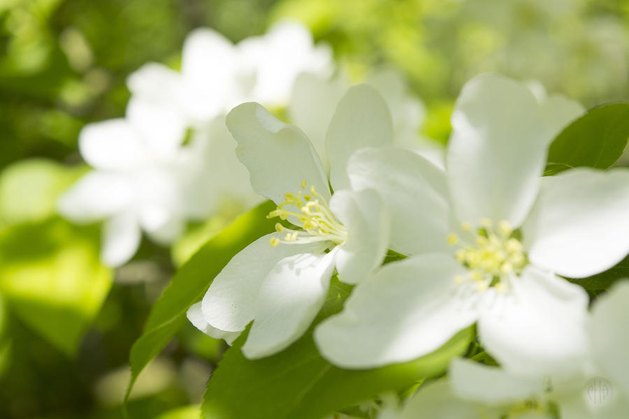 Flower Photograph - Encyclopedia of spring Image apple blossom  by Irina Effa