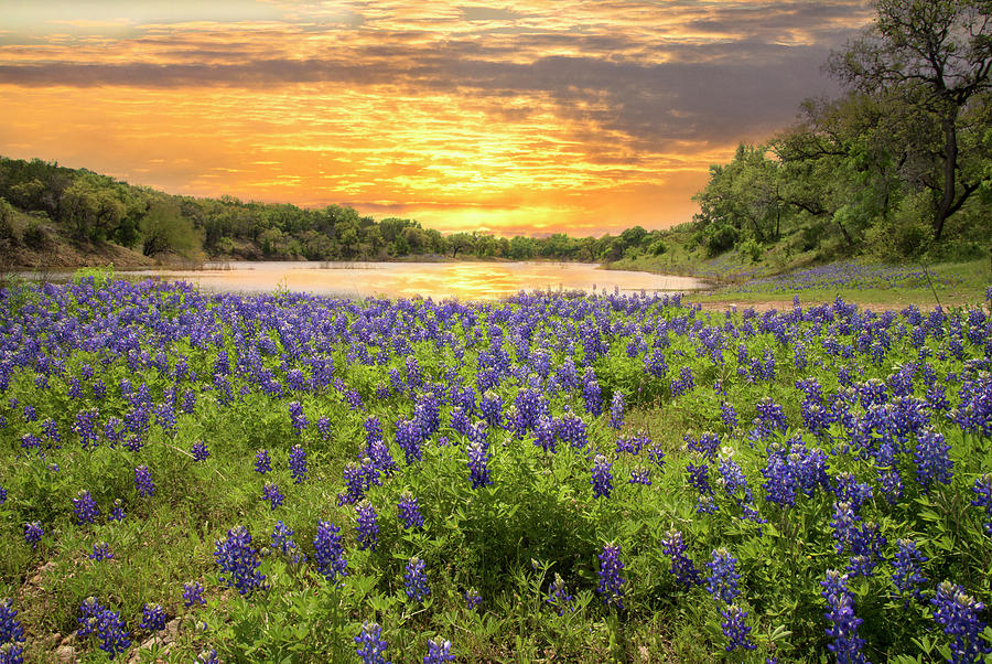 End of a Bluebonnet Day Photograph by Lynn Bauer