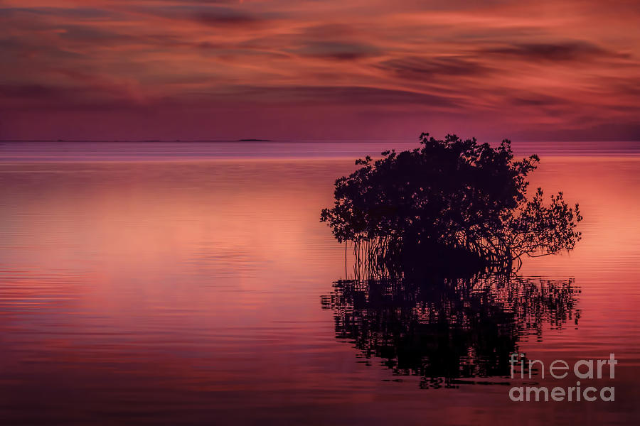 Tampa Photograph - End Of Another Day by Marvin Spates