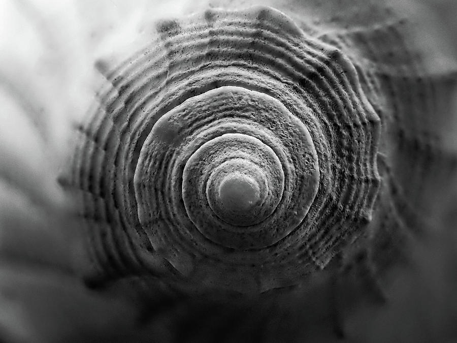 Shell Photograph - End Of Conch Black and White by Greg and Chrystal Mimbs