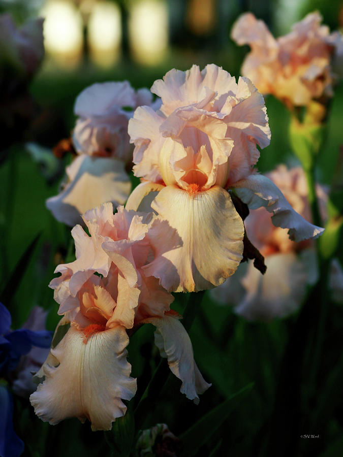 End Of Day Pink Irises 6702 H_2 Photograph