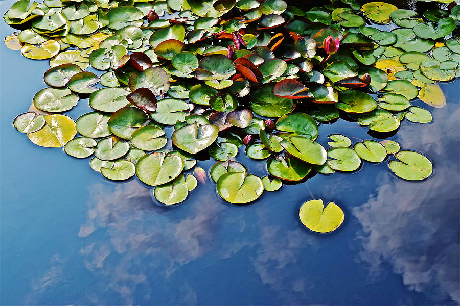 End of July Water Lilies in the Clouds Photograph by Janis Senungetuk