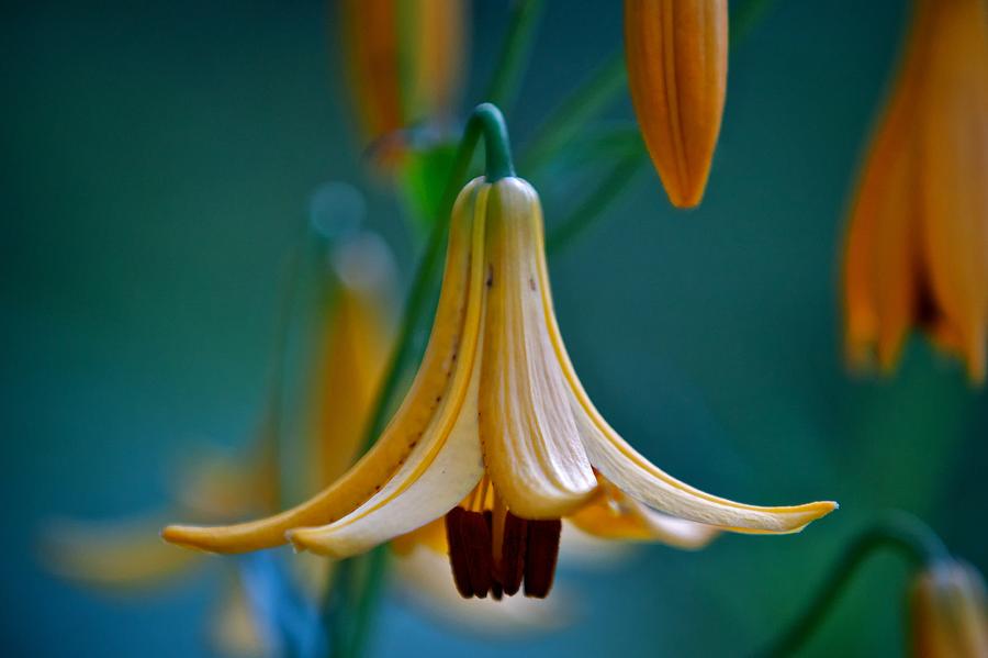 Flower Photograph - End of June by Nathan Larson