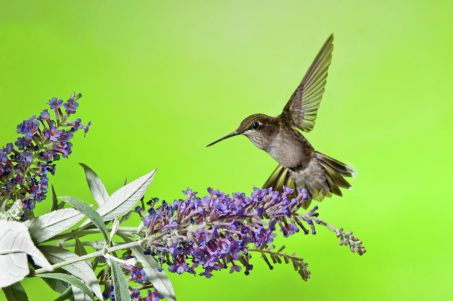 End Of Summer Hummingbird 2016 Photograph by Lara Ellis