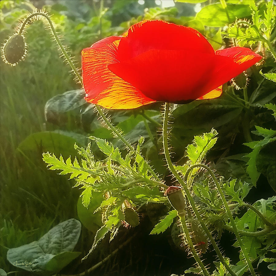 Red Poppy at Sunset Photograph by Amanda Smith