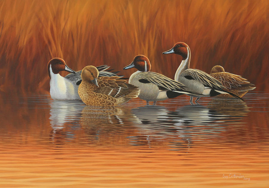 Duck Painting - End of the Day by Guy Crittenden