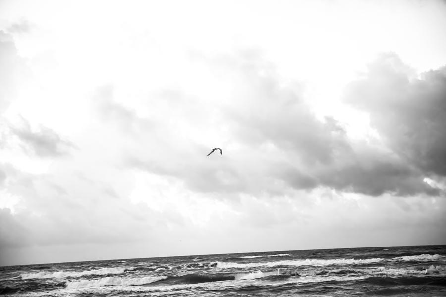 Seagull Photograph - End of the Season Padre 14 by Mez
