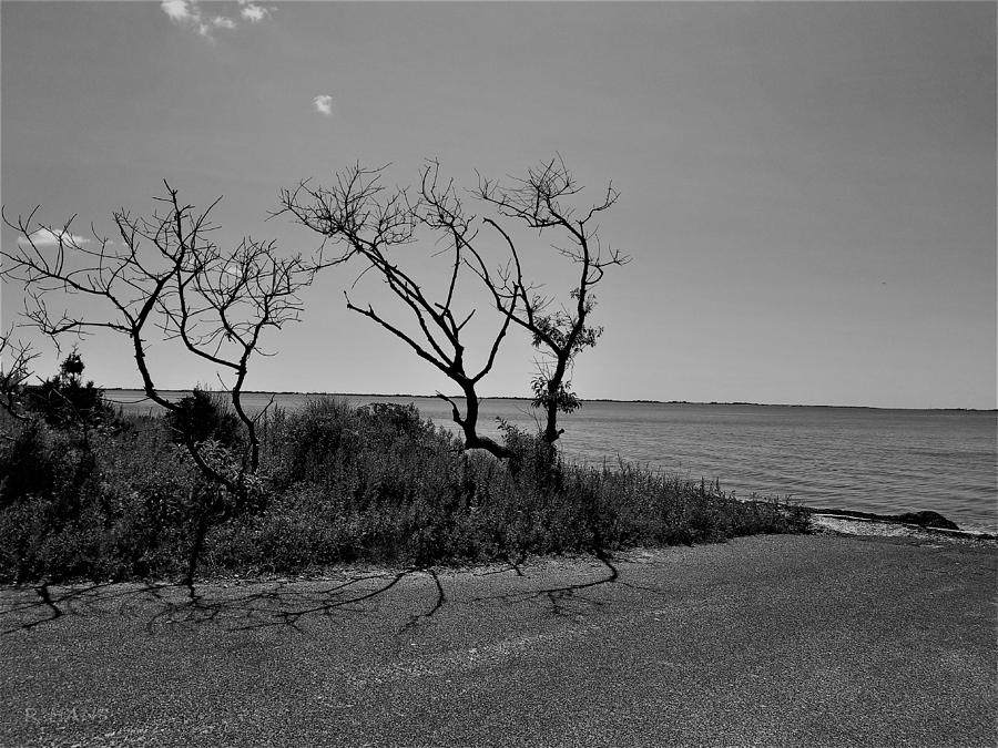 End Of The Water Road Trees  B W Photograph by Rob Hans