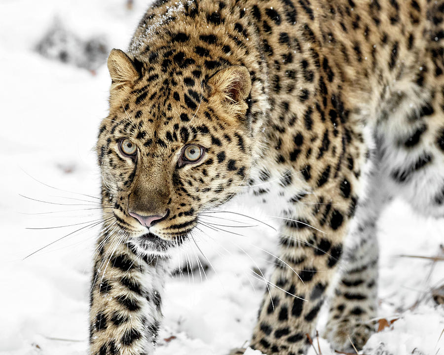 Endangered Amur Leopard Photograph by Wes and Dotty Weber