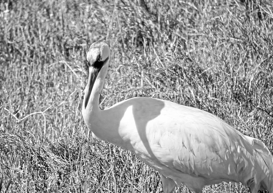Endangered Beauty - Whooping Crane Photograph