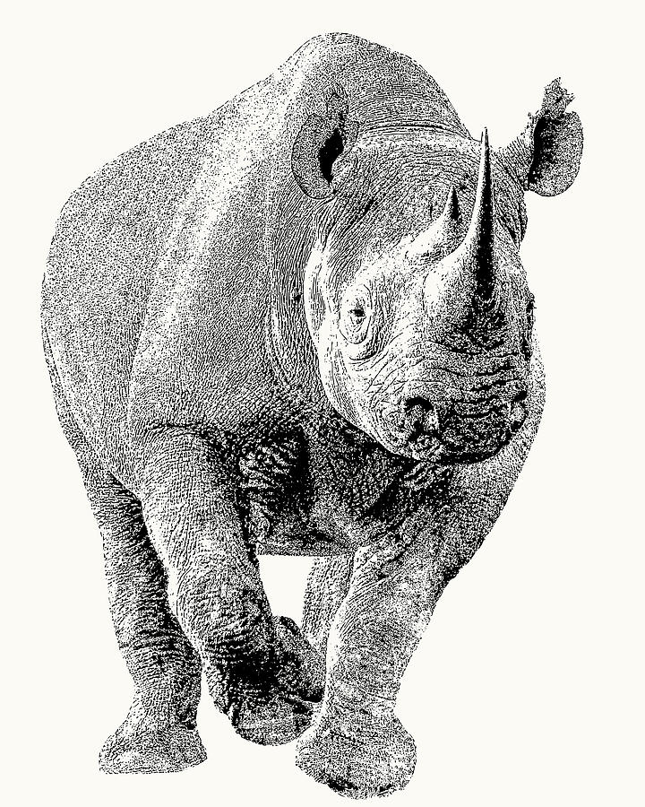 Rhinoceros Photograph - Endangered Black Rhino, Full Figure by Scotch Macaskill Rhinoceros Photograph - Endangered Black Rhino, Full Figure by Scotch Macaskill