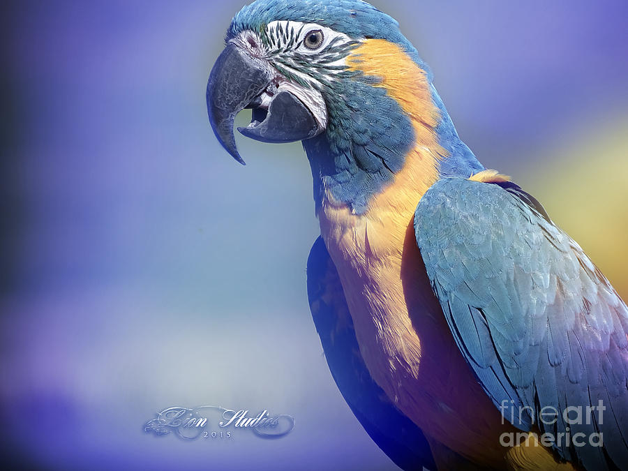 Endangered Blue Throated Macaw Photograph by Melissa Messick