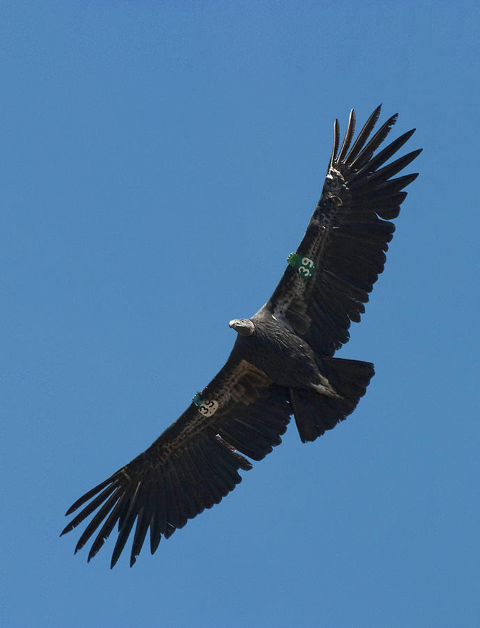 Endangered California Condor Photograph by Ram Vasudev