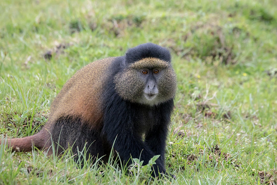 Endangered golden monkey adult, Volcanoes National Park, Rwanda Photograph by Karen Foley