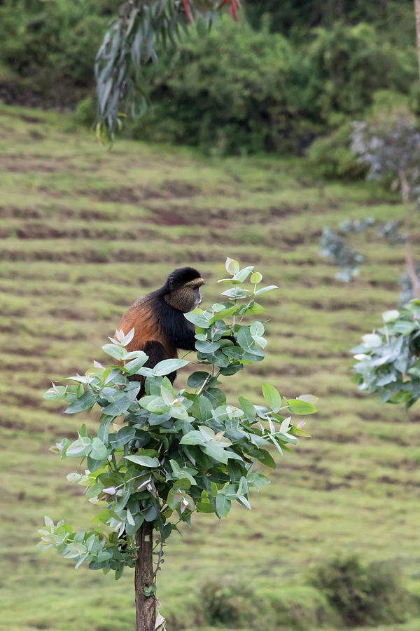 Endangered golden monkey on top of tree, Volcanoes National Park Photograph by Karen Foley