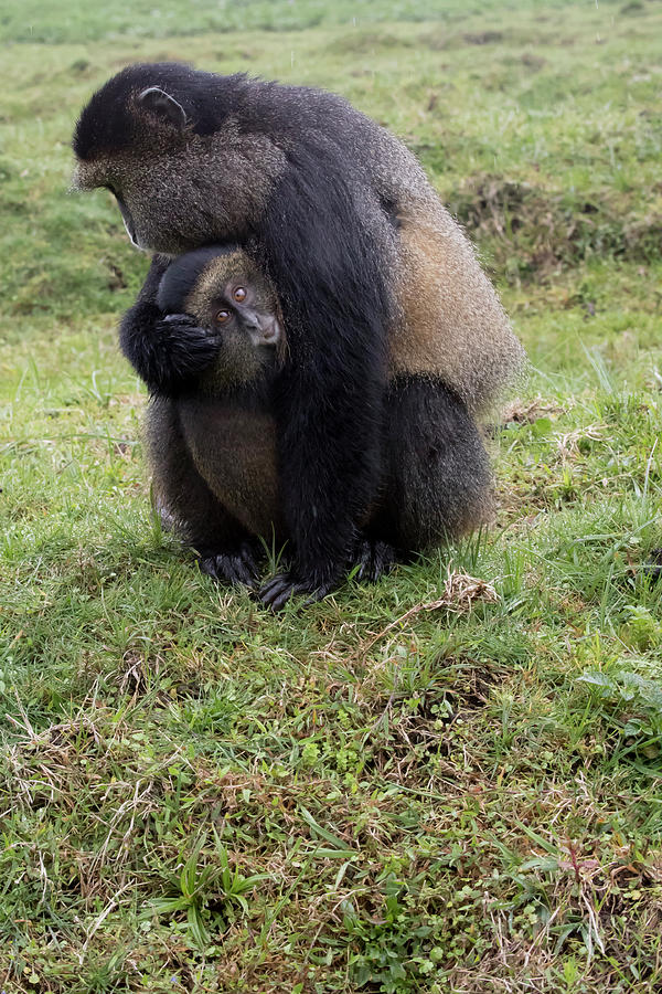 Endangered golden monkey portrait with baby, Volcanoes National  Photograph by Karen Foley